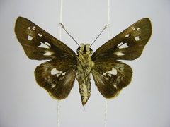 Andronymus neander neander