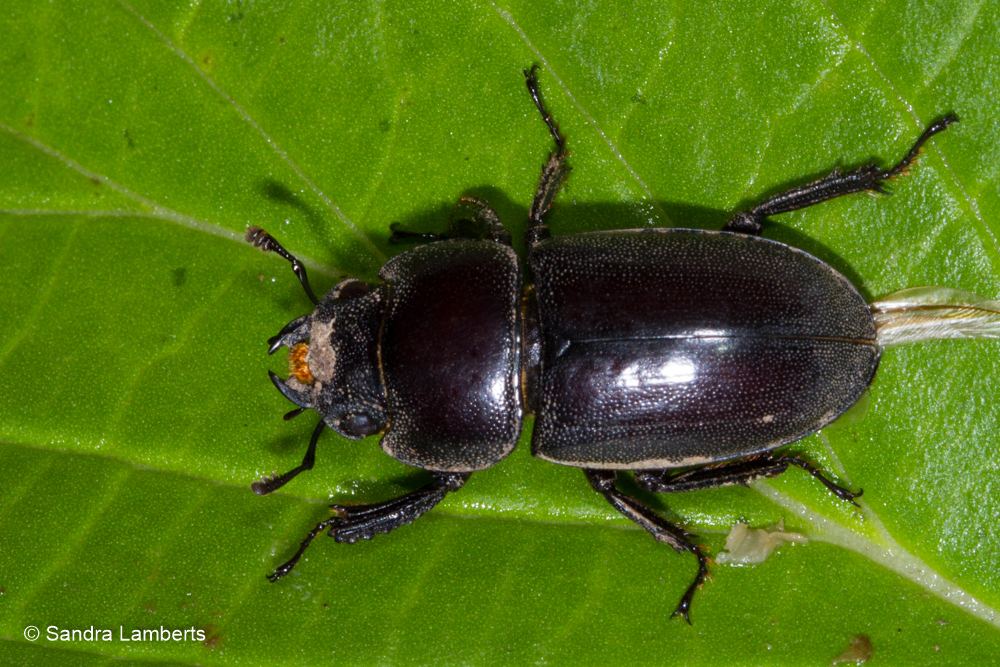 Dorcus intermedius (Dorcus intermedius) — Biodiversitas Nusantara ...
