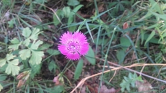 Dianthus seguieri