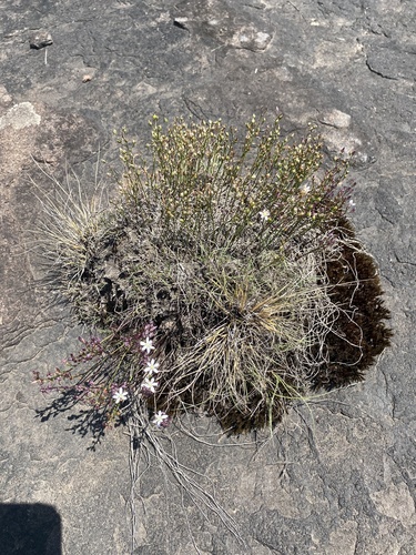 Image of Drimia calcarata by (c) Sunčana Bradley, some rights reserved (CC BY)