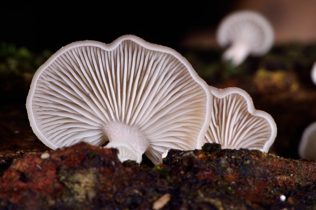 Scytinotus