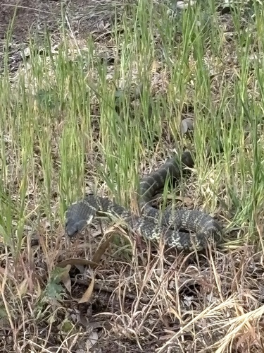 Tiger Snake sighting