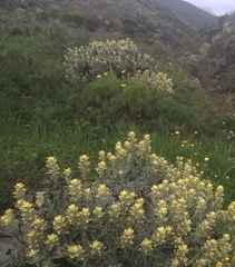 Castilleja hololeuca
