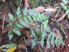 Lindsaea trichomanoides