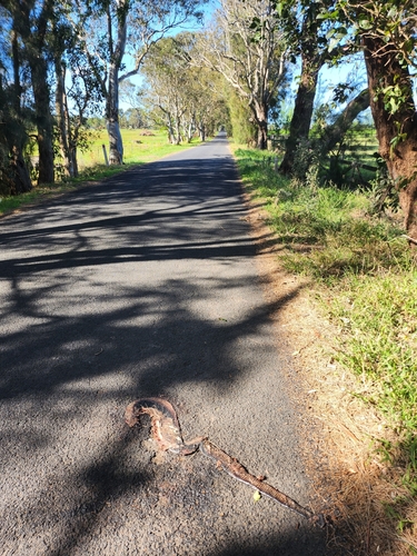 Red-bellied Black Snake sighting