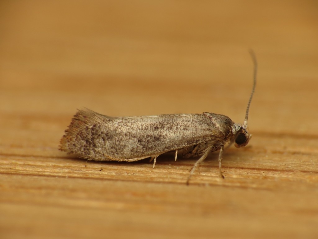 Swammerdamia caesiella