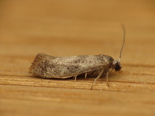 Photograph of Swammerdamia
