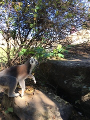 Lemur catta