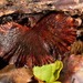 Polyporus dictyopus - Photo (c) Dougal Townsend,  זכויות יוצרים חלקיות (CC BY-NC), הועלה על ידי Dougal Townsend
