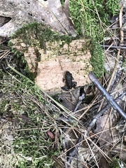 Lithobates sylvaticus