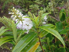 Veronica stricta stricta
