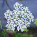 East Asian Hogweed - Photo (c) Lee, seong-won, some rights reserved (CC BY-NC), uploaded by Lee, seong-won