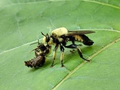 Laphria grossa