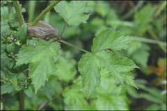 Heracleum moellendorffii