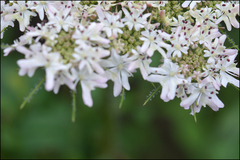 Heracleum moellendorffii