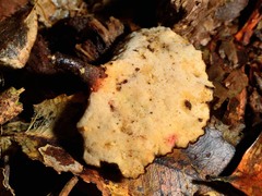 Neodictyopus dictyopus