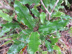 Quintinia serrata