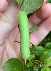 Sphinx gordius