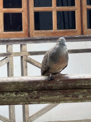 Zebra Dove