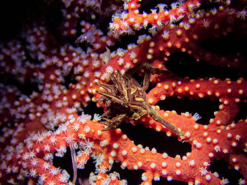 Tiaramedon spinosum observed 2024-09-30