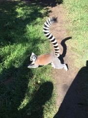 Lemur catta