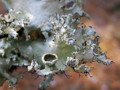 Parmotrema hypoleucinum