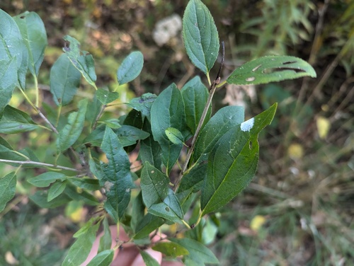 rigid hair buckthorn (Rhamnus japonica)