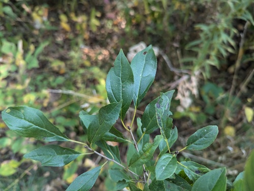 Rhamnus japonica, photograph 1