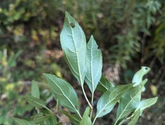 Rhamnus japonica, photograph (c) Ryan Sorrells, some rights reserved (CC BY)