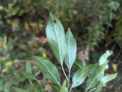 Rhamnus japonica, photograph 3