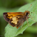 Hobomok Skipper - Photo (c) Kent McFarland, some rights reserved (CC BY-NC)