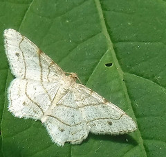 Trigrammia quadrinotaria