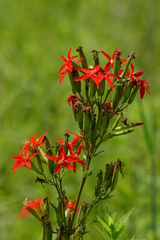 Silene regia