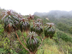 Dracophyllum traversii