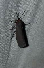 Virbia laeta
