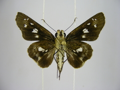 Andronymus neander neander