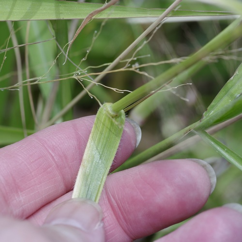 Image of Fuirena simplex by (c) Michelle W. （鍾偉瑋）, some rights reserved (CC BY)