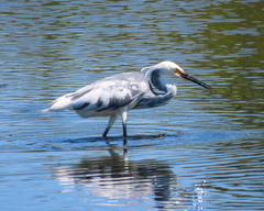 Egretta thula × tricolor
