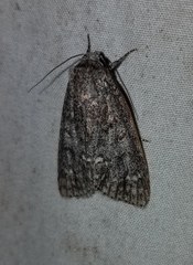 Acronicta impleta