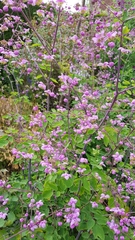 Thalictrum delavayi