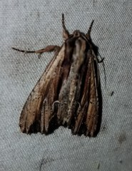 Apamea verbascoides