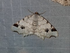 Macaria notata