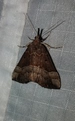 Hypena deceptalis