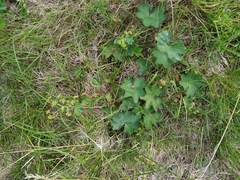 Alchemilla subcrenata