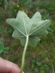 Alchemilla subcrenata