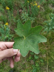 Alchemilla subcrenata