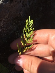Cryptogramma acrostichoides