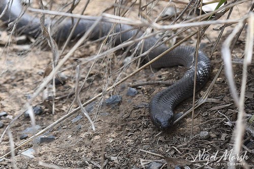Blue-bellied Black Snake sighting