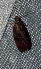 Evora hemidesma