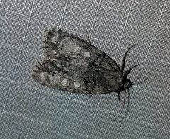 Acronicta retardata